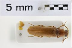 Foto (Dorsalansicht) von Lomopneus kasyi (Platia & Gudenzi, 2000) (NHMW-ZOO-COL-0008513)